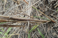 Ehrharta villosa