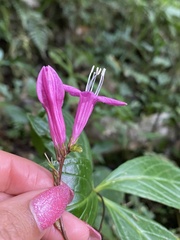 Spigelia pedunculata