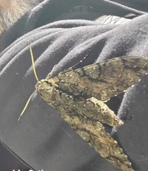 Cocytius antaeus