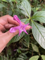 Spigelia pedunculata