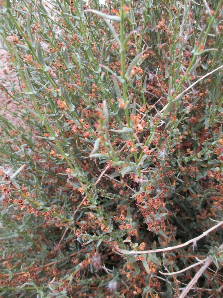 Ammannia luederitzii (Ammannia luederitzii)