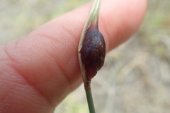 Ehrharta villosa