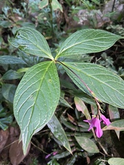 Spigelia pedunculata