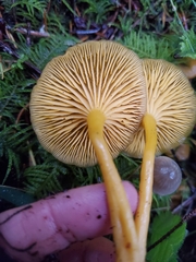 Chrysomphalina chrysophylla