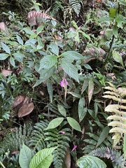 Spigelia pedunculata