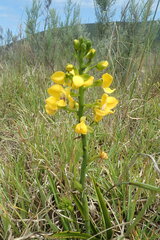 Eulophia speciosa