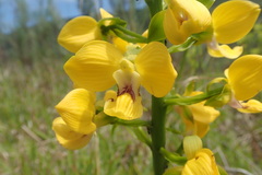 Eulophia speciosa