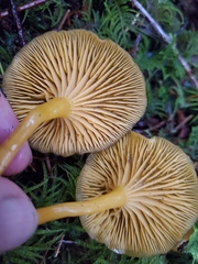 Chrysomphalina chrysophylla