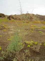 Suaeda merxmuelleri