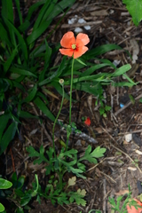 Papaver dubium