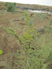Suaeda merxmuelleri