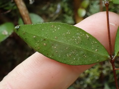 Metrosideros fulgens