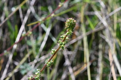 Acaena echinata