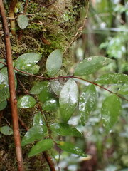 Metrosideros fulgens