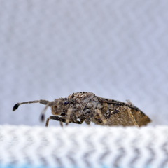 Scolopocerus granulosus