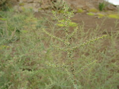 Suaeda merxmuelleri