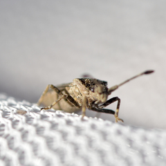 Scolopocerus granulosus