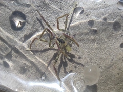 Ascorhynchus ramipes