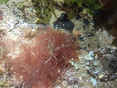 Ascorhynchus ramipes