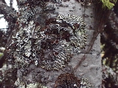 Hypogymnia occidentalis