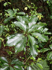 Melicytus macrophyllus