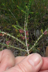 Melaleuca gibbosa