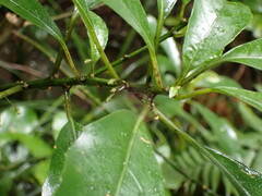 Melicytus macrophyllus
