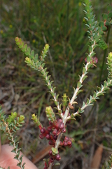 Melaleuca gibbosa