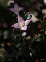 Boronia algida