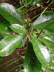 Melicytus macrophyllus
