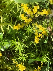 Sedum mexicanum