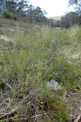 Melaleuca gibbosa