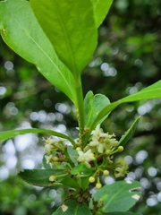Gymnosporia buxifolia