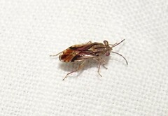 Australocoris fuscomaculatus