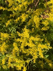 Sedum mexicanum