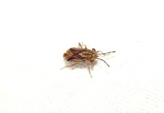 Australocoris fuscomaculatus