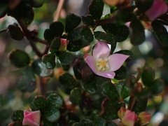 Boronia algida
