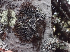 Hypogymnia dichroma