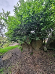 Gymnosporia buxifolia