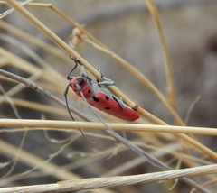 Prosopocera octomaculata
