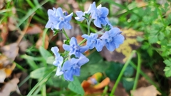 Cynoglossum amabile