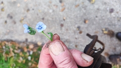 Cynoglossum amabile