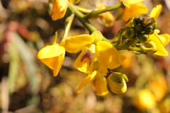 Eulophia speciosa