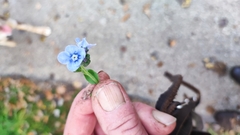 Cynoglossum amabile