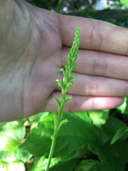Microtis unifolia