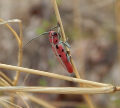 Prosopocera octomaculata