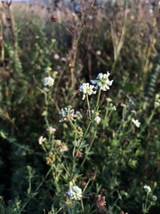 Dorycnium