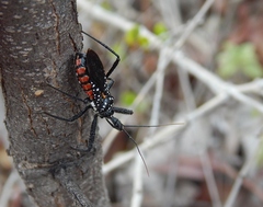Rhynocoris albopunctatus