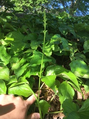 Microtis unifolia