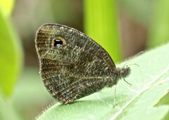 Ypthima albida albida